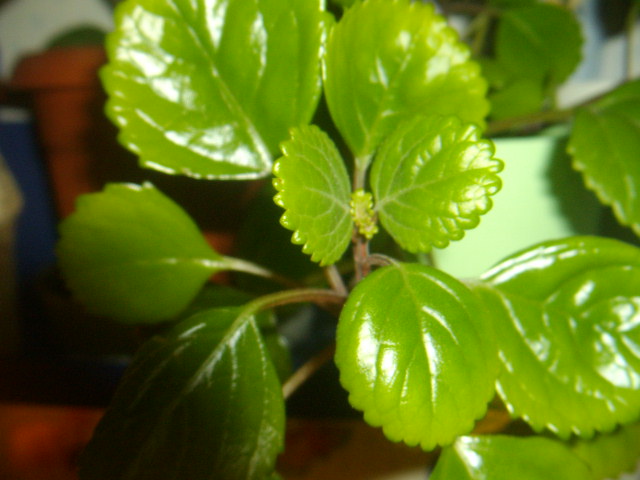 Plectranthus caninus