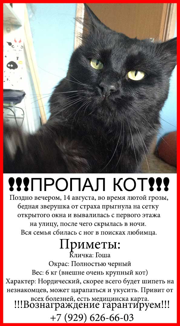 Имена для черных котов